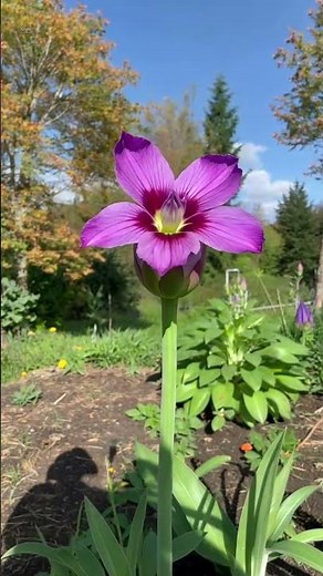 flor morada #jardinería #flowers