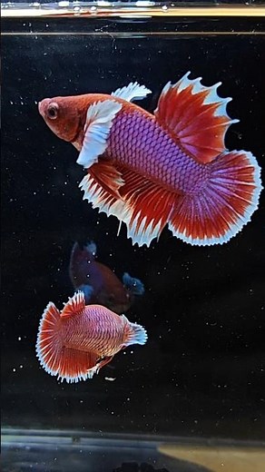 Salamander Dumbo Betta: A Unique Finwork Masterpiece!