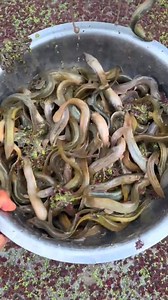 207K views · 724 reactions | Amazing Fishing  | Fishing Camp | Facebook