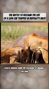 60K views · 602 reactions | Rescuing a Lion Cub Stuck on a Buffalo’s Back – A Battle for Survival! #lionattacks #lioncub | Amazing Interesting Facts | Facebook
