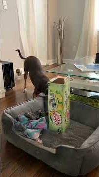 Phryne Carton Chaos — Household Playtime Wins Again