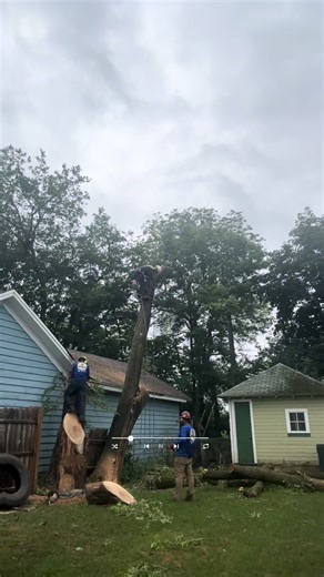 #videoviral #treework #tree #arboleros #paratii