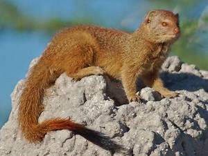 Slender mongoose - Alchetron, The Free Social Encyclopedia