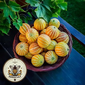 Queen Anne's Pocket Melon, Vine Peach, Plum Granny, Pomegranate Melon, Tiny Melon, Fragrant, Cucumis Melo, CU1810 - Etsy Canada