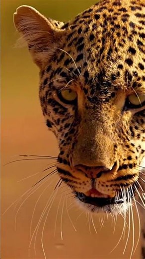 À quoi ressemblent les cris des grands félins ?