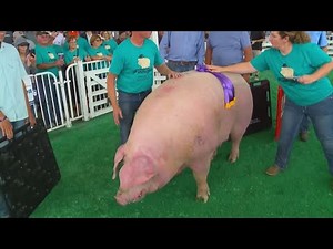 New record for biggest pig is set at the Iowa State Fair