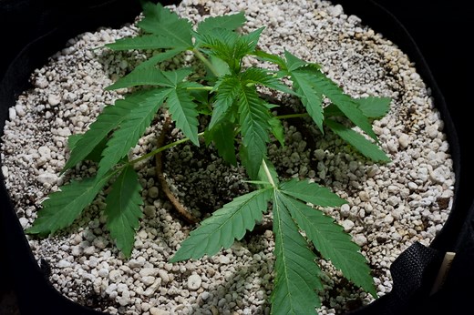Managing Wilting Marijuana Leaves & Drooping Marijuana Leaves