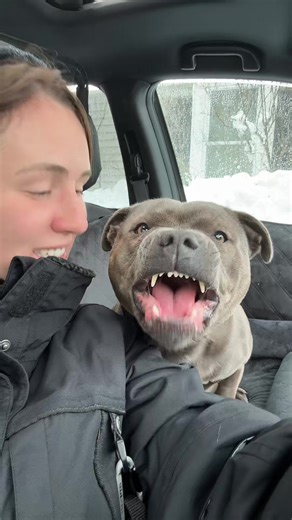 Talking Dogs: Enzo the Blue Staffordshire Bull Terrier