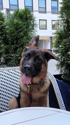 I dont have to go to France to get my baguette. 🇫🇷 #foryou #dogsoftiktok #puppy #germanshepherd #barney #french #france #morningcoffee