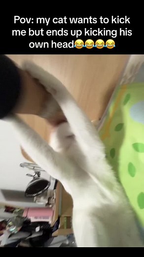 🤣🤣🤣🤣 try this to find out ur cat is stupid or smart #catlover #catsoftiktok #funnyvideos #fypシ゚viral #fyp #tiktokviral #funny #cattok