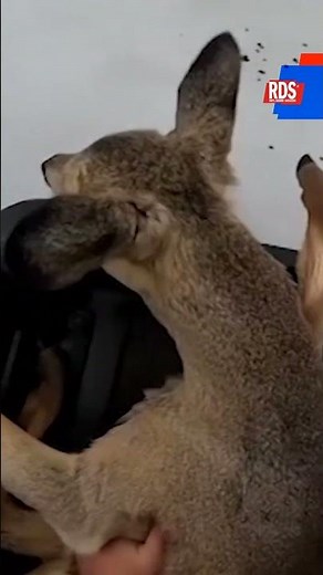 300 roe deer trapped on ice during migration: fishermen rescue them, the viral video