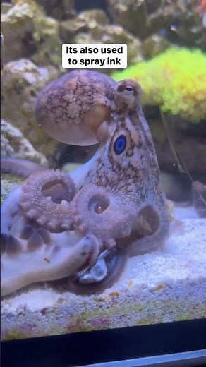 You'll never guess how an octopus poops