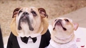 John Legend and Chrissy Teigen Host a Dog Wedding. (For Charity, Not April Fools'!)