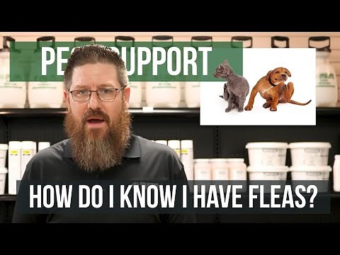 How Do I Know I Have Fleas? (Flea Inspection) | Pest Support