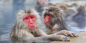 Quiz: How Many Of These Primates Do You Know?