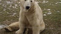 Isbjørn og flodhest er truede arter