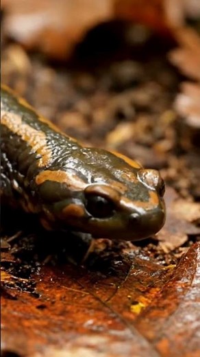 The Secret Life of the Alpine Salamander 🦎❄️ #Shorts