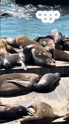 Fisherman's Wharf: A San Francisco Tradition