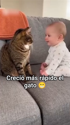 73K views · 1.7K reactions | El creció más rápido  #humorgatos #fbstylelife #gatosdivertidos #gatosbebes #gatoslindos #gatito #bebesgraciosos #MundoMichi #michis #cats #cat #catlover #gatitoslindos #fypシ #viralpost #funnyvideos #sad #virals #fypシ゚viralシ #humor #RisasGarantizadas | Block Tlalpan San Andres | Facebook