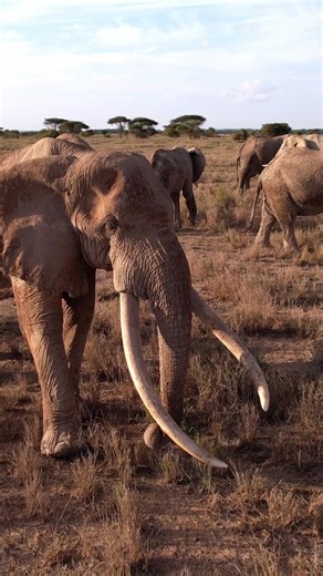 Remembering Craig the Elephant King: A Conservation Legend