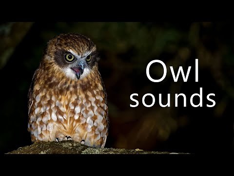 Boobook sounds