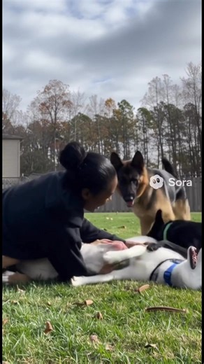 #dog videos | Oreoo Marie | Facebook