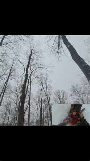 Sawing a dead oak tree , in the snow