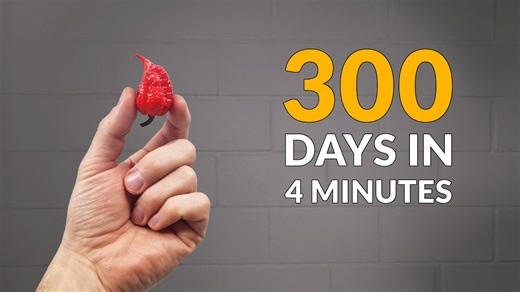 From Chili to Bonsai: 300 Days in 4 Minutes
