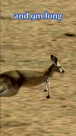 Top Kangaroo Facts That Will Shock You