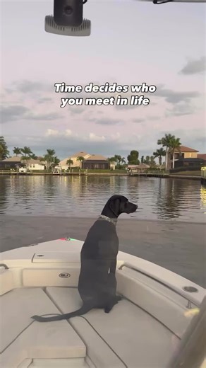 In the end, who stays? . . . #dogslife #travelentrepreneur #blacklablove #gsplife #boatlife