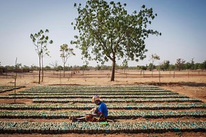 Face à la désertification, faire revivre les terres perdues du Burkina Faso