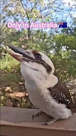 Australian Iconic Kookaburra #kookaburra #birds #nature