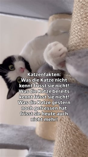 Katersstrophe on Instagram: "Katzenfakten: Was die Katze nicht kennt frisst sie nicht! Was die Katze bereits kennt frisst sie nicht!Was die Katze gestern noch gefressen hat frisst sie heute auch nicht mehr! #katzenfakten #katzenmama #katzenliebe❤️"
