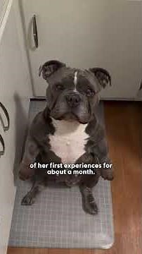 "Senior" Bulldog Turns Out To Be A Wild, High-Energy Pup | The Dodo