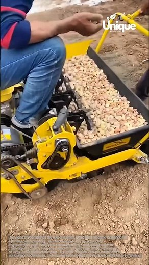 Automatic garlic planter: increase efficiency and reduce labor