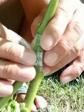 Amazing technique eggplant inarching