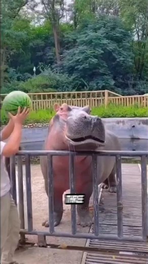 Animals That Can Explode After Death!