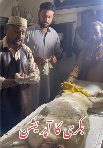 Goat Delivery Operation Explained