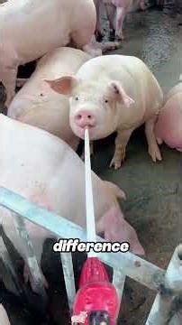The Secret Behind Old-School Pork Flavor #CountryPork #FarmToTable #FoodSecrets #TraditionalFood