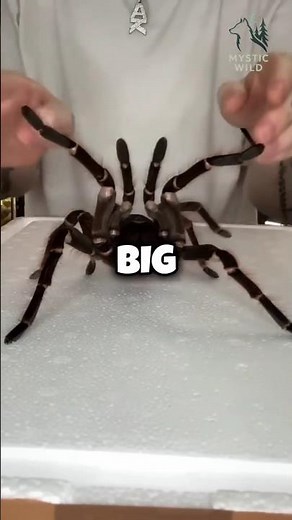 worlds largest spider that eats bird