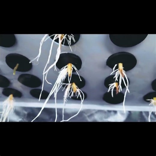 Rooting Cuts - DIY Clone Machine