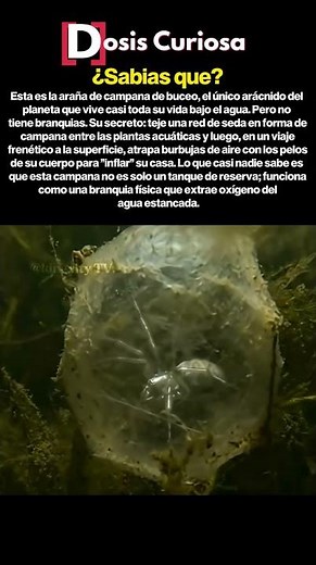 Este araña vive debajo del agua