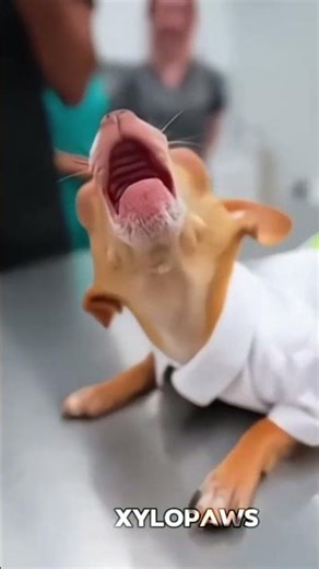 ​The Most Dramatic Patient Ever! 🐶🎭​