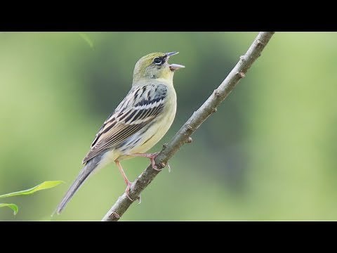 ノジコ 鳴き声 信越の山 美しい日本の野鳥 5月