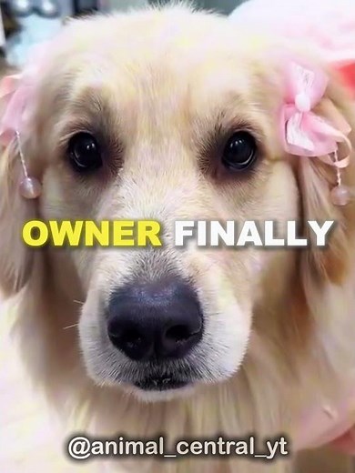 DOG PRINCESS! 🐶❤️ #dogs #cute #animals