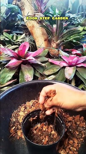 Repotting Bromeliad's Baby 😍😍😍