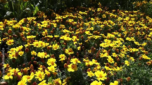 Field of Tagetes Flowers in Bloom