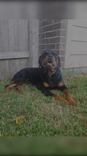 Join us on Giving Tuesday 12/2/2025 Where your act of kindness allows us to continue to help the: 🐾 Neglected 🐾 Seniors 🐾 Unwanted 🐾 Sick & Injured 🐾 Fearful 🐾 Abused & Starved 🐾 Training difficulty - DOGS Rescuing takes a village, we cannot do this alone! | R.E.A.L. Rottweiler Rescue