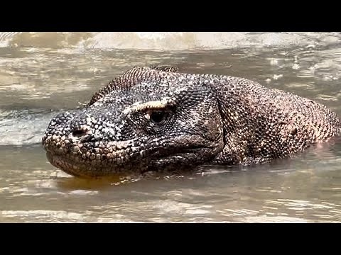 Komodo dragons look for fish in rivers by swimming and diving