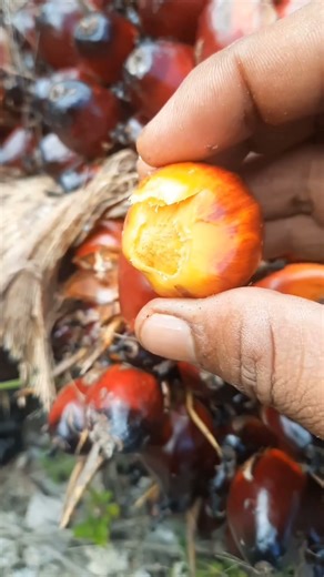 Palm Nut Fruit